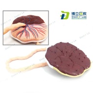 Anatomy Model Human Umbilical Cord Medical Placenta Internal Organization Reproduction System Model 