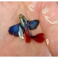 Platinum Dumbo Big Ear Red Tail Guppy Fish Breeding Pair