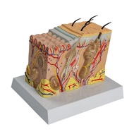 Human Skin Anatomy Model Human Skin Structure Anatomical Model Human Skin Anatomy Mode for Science C