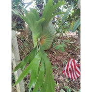 pokok tanduk rusa medium