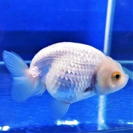 Ikan Koki Ranchu White