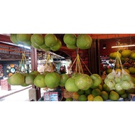 anak pokok buah limau bali hijau isi putih/merah