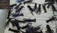 Bibit / anakan udang karang - red claw - air tawar - 3 inci - 10 ekor