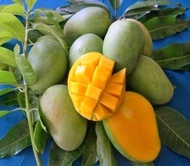 Bibit tanaman mangga harum manis CANGKOK ASLI bibit tanaman mangga berkualitas cepat BERBUAH