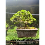 Bonsai Bluebell - flowering bonsai