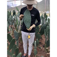 Xương Rồng tai thỏ khổng lồ loại ăn trái của Mexico Opuntia ficus indica ( XƯƠNG RỒNG LÊ GAI)