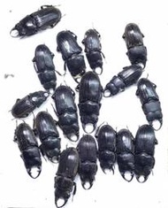 Aegus ??.廣西大瑤山