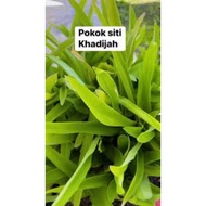 Pokok Khadijah/Penawar Kanser