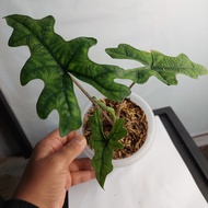 alocasia jacklyn