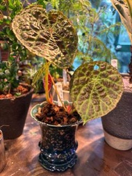 富壽秋海棠 Begonia phutoensis