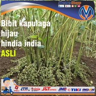 Bibit Kapulaga Hijau Arab India Asli Original Marwan Shopp Terkini