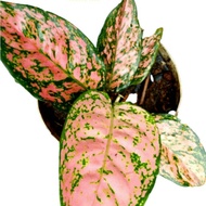 AGLAONEMA RUBY