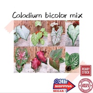 (GG Real Plant) caladium bicolor mix  Pokok keladi hidup hiasan rumah viral live indoor houseplant kebun bunga garden