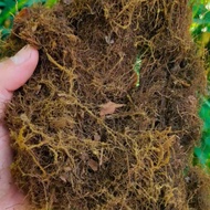 Black MOS kadaka root 1 kg AF Y orchid plant media