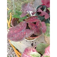 Caladium Silangan ID Rare ~ Saiz hampir Induk, berdaun rimbun