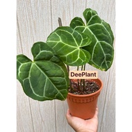 【DP】Anthurium Crystallinum | Keladi Crystal | Rare Plant | Garden Trend