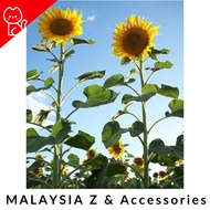 Dwarf Sunflower Seed / Benih bunga matahari kerdil