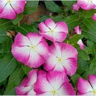10 Biji - Benih Bunga Vinca NIRVANA WHITE SPLASH