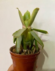 積水鳳梨 Quesnelia Ironclad