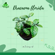 Dracaena Florida Beauty