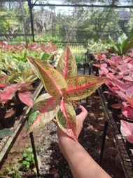 Aglaonema Red Legacy