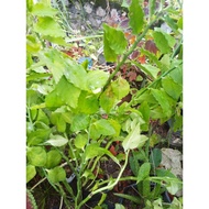 devil backbone plant pokok