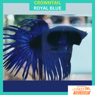 RFA Crowntail CT Royal Blue  Betta Fish Live / Ikan Laga CT Crowntail Royal Blue Ikan Laga Ikan Cupa