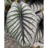 Bonggol Alocasia NEBULA IMPERALIS SILVER bagian bawah sudah di olah