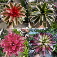 TANAMAN HIAS BROMELIA HIDUP BROMELIA TANAMAN HIDUP | BISA BAYAR DITEMPAT (COD) | BROMELIA PAKET MURAH BROMELIA JUMBO BROMELIA MERAH BROMELIA TRI COLOR