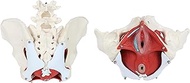 Teaching Model Tools, Female Skeletal Pelvic Model, Pelvic Anatomy Model, Pelvic Floor Muscles and R