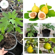 [ต้นเตี้ย] _ต้นมะเดื่อ Golden Orphan ผลใหญ่ รูปไข่ สีเหลือง รสชาติหวาน ต้นสูง 20-30 ซม. พร้อมปลูก