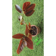 BEGONIA ASAM BATU ~ REAL PLANT ~ INDOOR PLANT ~OUTDOOR PLANT    READY STOCK BEGONIA ASAM BATU ® POKO