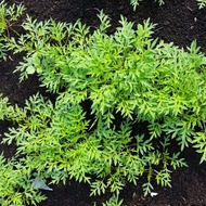 Ulam Raja / Wild Cosmos (Cosmos caudatus) - Pokok Hidup / Live Plant