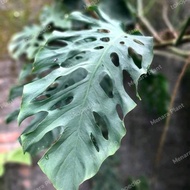 Monstera Dubia Mature Form