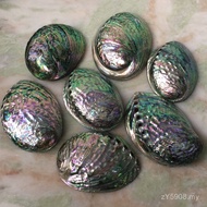 Home Accessories Pink Aquarium Ornaments Abalone Lucky New Zealand Shells Conch Shells Fish Tank Cra