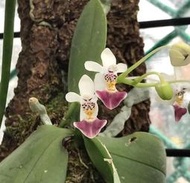 Phal. parishii