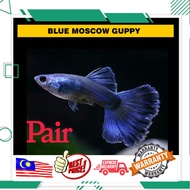 Limited Stock Blue Moscow Guppy 100% Keturunan Tulen (Pair) * Ada Warranty *