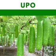 UPO seeds Bottle Gourd Tambuli  vegetable repacked seeds gardening