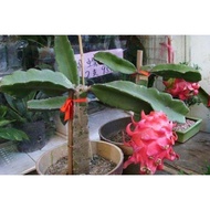 Red dragonfruit tree fast fruiting,anak pokok buah naga cepat buah 火龙果树