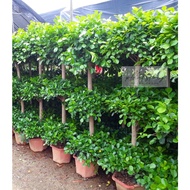 🙅No Cod 🌱4.5ft🌱Ficus Panda 3 Layers 🌱Ficus Bonsai🌱Outdoor Plant🌱