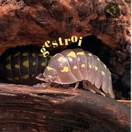 Armadillidium gestroi isopods