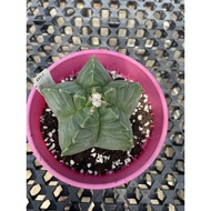 Augustfame - Astrophytum Myriostigma cv Kikko M1 龟甲鸾凤玉 cactus  succulent