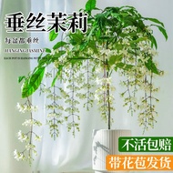 Jasmine Potted Plant with Buds Indoor Balcony Four Seasons Blooming Plant Jasmine Jasmine Begonia Ea