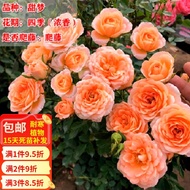 [Local Seller]Zixi Lan Climbing Vine China Rose Seedlings Big Flower Alch Everblooming Fragrant Vines Green Plant Potted