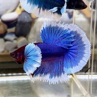 cupang halfmoon dumbo ear blue butterfly