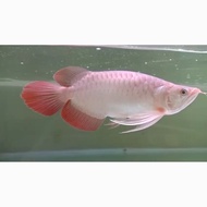 arwana super red spesial -+30 cm