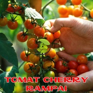 Benih Tomat Cherry Merah Manis Tomat Cherry Tropical Ruby Tomat Cherry Rampai Tomat Cherry Kuning