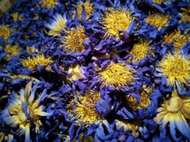 Bunga Kering Lotus Biru 100G