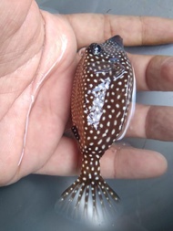 Buntal TOTOL - Ikan Hias Aquarium Air Laut
