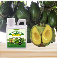 BOOSTER POC - Pupuk Cair Alpukat Avocado Booster 500 ML Ampuh Percepat Tumbuh & Panen Optimal